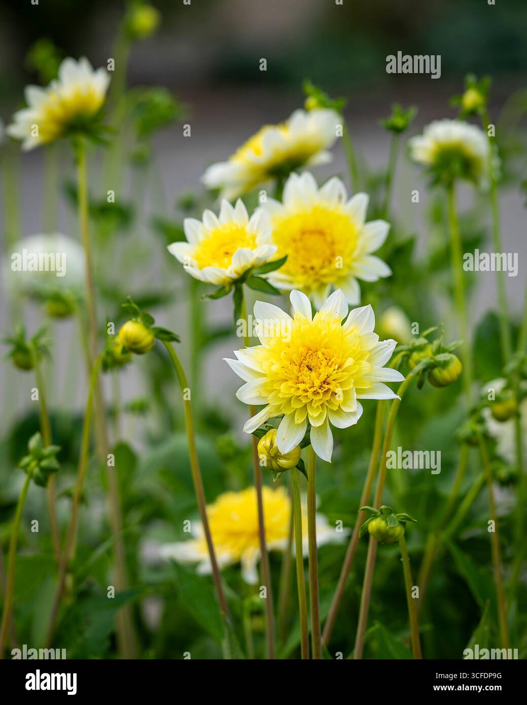 Anemonen blühende Dahlien (Dahlia), Sorte Freya`s Paso Doble. Gelbe weiße Dahlienblume blüht im Hüttengarten. Stockfoto